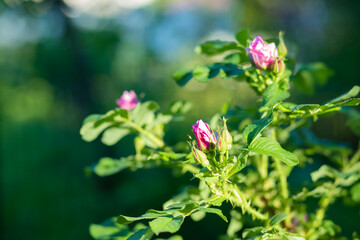 wild rosehip bush amongst the vibrant green leaves. Sunny day in the garden. Wild rose in the sunlight.tender pink flowers bush, blooming flowers on the alley of the park