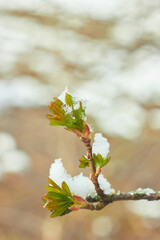 Young leaves in the snow. New spring foliage appears on the branches. Beauty of nature. Spring, youth, growth concept.