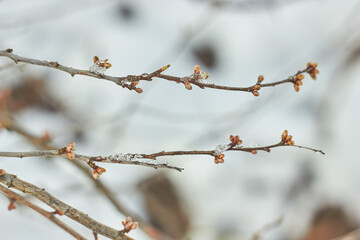 Young leaves in the snow. New spring foliage appears on the branches. Beauty of nature. Spring, youth, growth concept.
