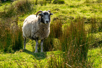 Single sheep on a green meadow surrounded by clumps of tall grass, County Donegal, Ireland