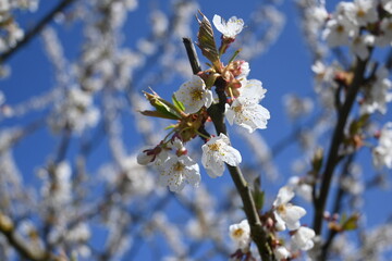 Kirschblüten