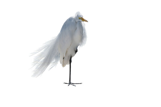 Great Egret (Ardea alba) Photo, Perched on a Transparent Background