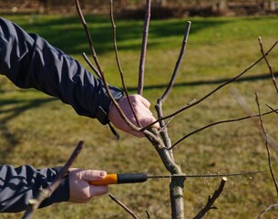 pruning fruit trees in the garden