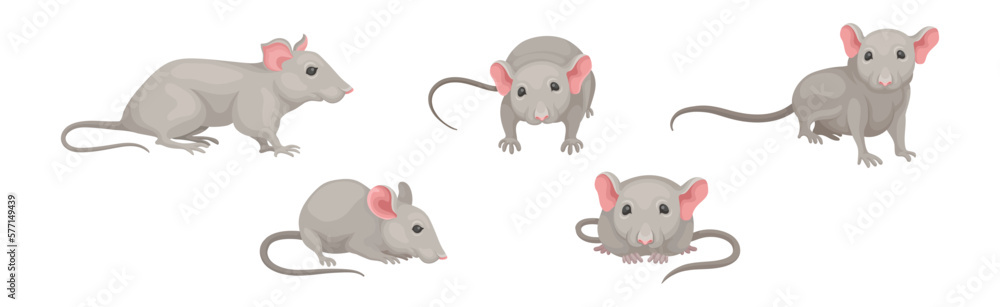 Poster gray mouse small animal with rounded ears in different pose vector set