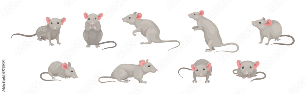Poster gray mouse small animal with rounded ears in different pose vector set