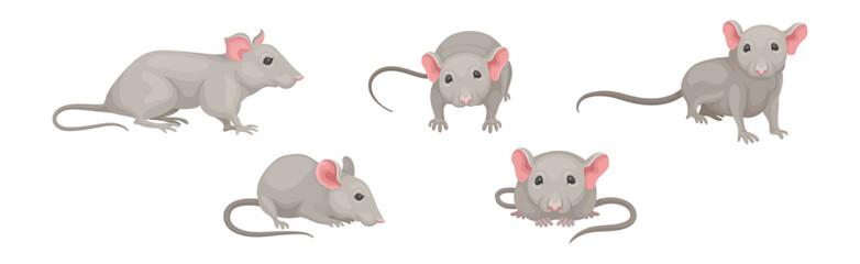 Gray Mouse Small Animal with Rounded Ears in Different Pose Vector Set