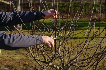 pruning fruit trees in the garden