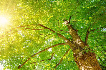 Fototapeta na wymiar Giant linden tree's branches with fresh young foliage.