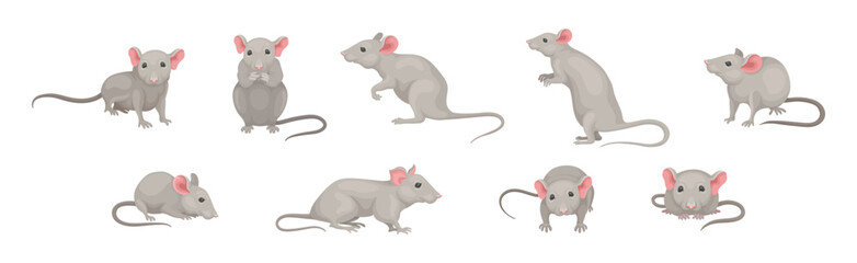Gray Mouse Small Animal with Rounded Ears in Different Pose Vector Set