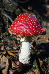 Red cap poisonous fly agaric mushroom in the forest