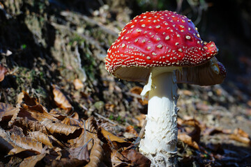 Poisonous fly agaric mushroom in a deep and dark forest