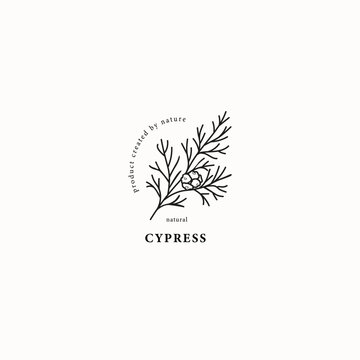 Line art cypress branch illustration