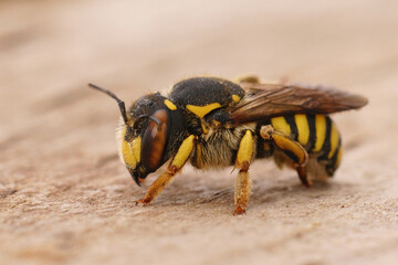 Closeup of a female of the Florentine woolcarder Bee, Anthidium florentinum