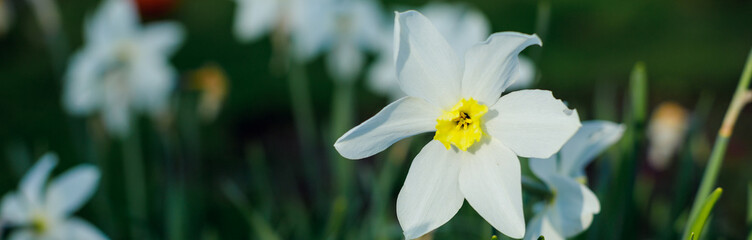 Fototapeta na wymiar White daffodils in the garden on a sunny day,White tender narcissus flowers blooming in spring sunny garden