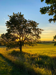 Early morning sun shining through a lone maple tree in a farmer's field