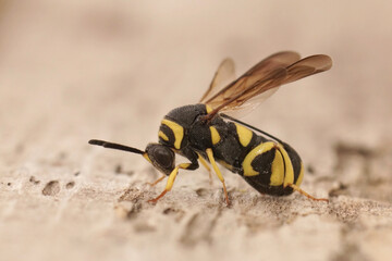 Closeup on a colorful yellow black parasitic wasp, Leucospis dorsigera which parasites solitary bees