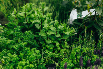 Fresh Herbs in Outdoor Baskets. Contains the following Parsley, Marjoram, Sage, Thyme, and Mint