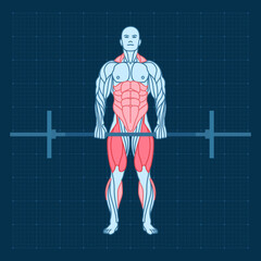 Fototapeta na wymiar Barbell deadlift in the gym. Frontal view. Workout strength training. Man anatomy for sports exercise.