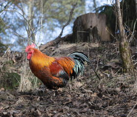  A large rooster crowing on a forest hill