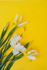 Irises flowers on bright yellow spring background, 8 march day festive background