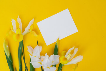 Irises flowers on bright yellow spring background, 8 march day festive background, copy space on blank card