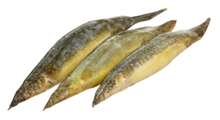 Indian eel over white background