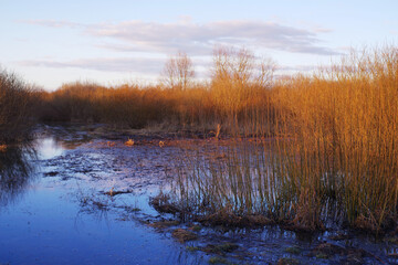 Spring evening landscape on the river. Bare bushes and trees illuminated by the bright setting sun are reflected in the flooded river in early spring.