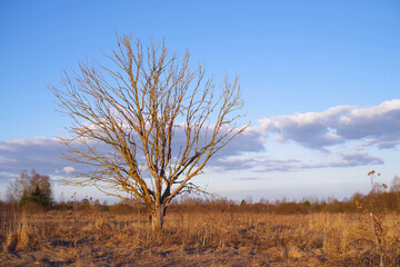 Spring evening landscape. A lonely dry tree lit by the setting sun in dry withered grass against a blue sky in early spring on a meadow