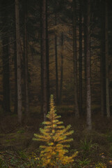 Herbststimmung im M&uuml;nsterland