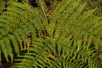 Herbststimmung im Münsterland