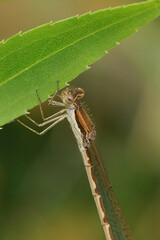 Natural closeup on a Common winter damselfly, Sympecma fusca hanging on a green leaf