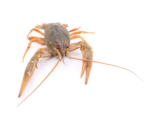 Adult green crayfish.