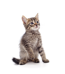 Brown little kitten sitting.