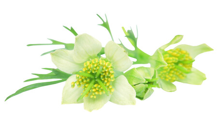 Ayurvedic nigella flower