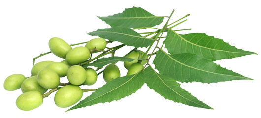 Medicinal neem leaves with fruits