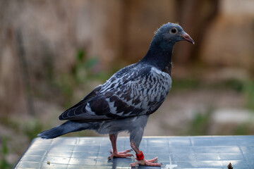 Side view of baby racing pigeon with a blurry background.