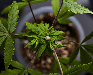 planta de marihuana vista desde arriba con una poda, haciendo triada