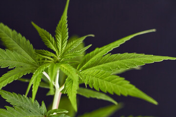 planta de marihuana , punta macro, verde clarito con fondo negro