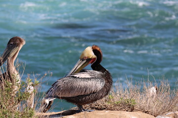 Kalifornien, California Coastline