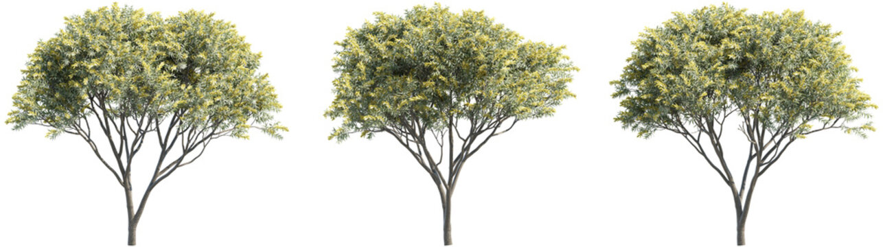 set of acacia trees, 3d rendering, for digital composition, illustration, architecture visualization