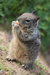 Squirrel, Eichhörnchen