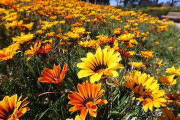 Sommerblumen