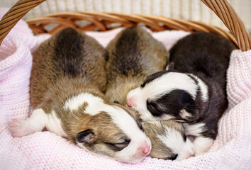 Purebred Pembroke Welsh Corgi puppies sleeps on pink blanket in the wicker basket Group of adorable little pets. Baby animals