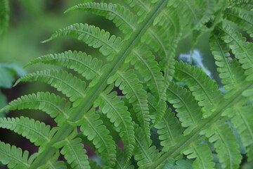 Green fern branches close-up. Diagonal of the frame. Background. Layer. Selective focus. Copy space.