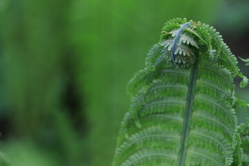 Green fern branch closeup. Blurred green background. Bokeh. Background. Layer. Selective focus....