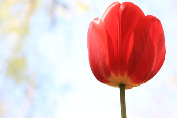 Fototapeta premium Red tulip flower close up. Light background. Background. Layer. Selective focus. Out of focus. Copy space