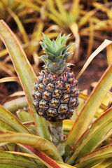 Fototapeta premium Hawaii, Aloha