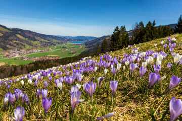 Krokusse - Alpsee - Allgäu - Mittag - Frühling
