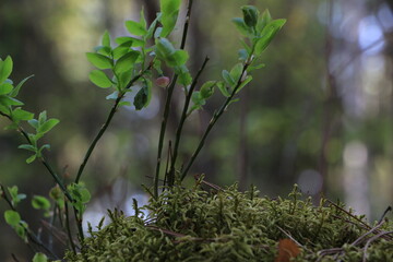 Blueberry bush. Green leaves. Blurred background. Selective focus. Copy space