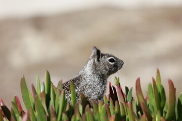 Squirrel, Eichhörnchen